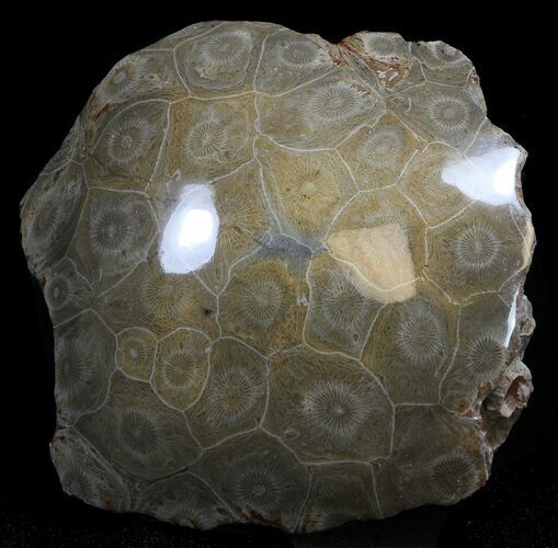 Polished Fossil Coral - Morocco #35341